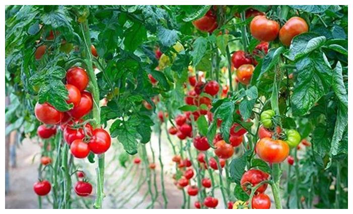 重庆朝天门防空洞老<a href=/listinfo-22-0.html target=_blank class=infotextkey>火锅</a>受邀“蜀椒杯全国<a href=/listinfo-22-0.html target=_blank class=infotextkey>火锅</a>业辣椒论坛”